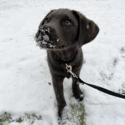 Dogorama Photo Challenge - Winterstimmung-Beitrag-Bild