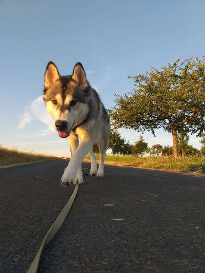 Husky-Beitrag-Bild