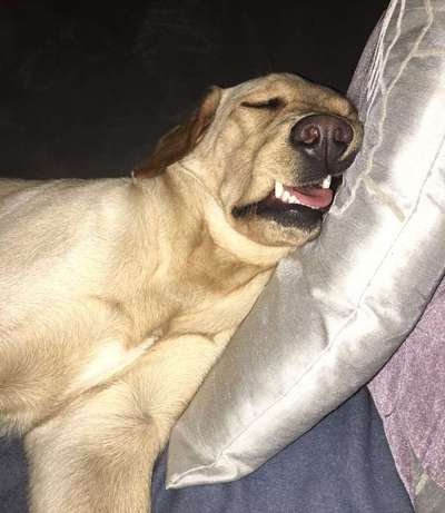 Zeige das lustigste Bild eures Hundis-Beitrag-Bild