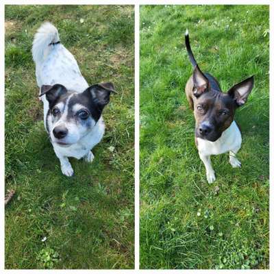 Wo sind die Jack und Parson Russell Terrier?-Beitrag-Bild