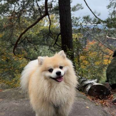 Hundetreffen-Playdate small dogs-Bild