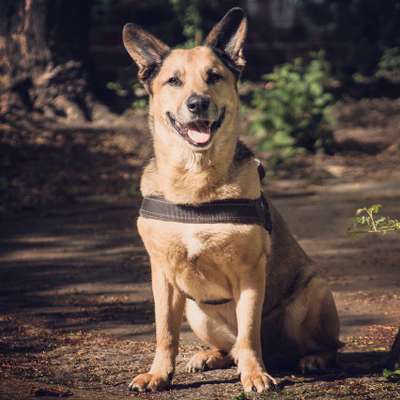 Handy Foto Challange Nr. 46  Happy Dog-Beitrag-Bild