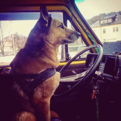 141. FOTO CHALLENGE 
Reisende soll man nicht aufhalten-Beitrag-Bild