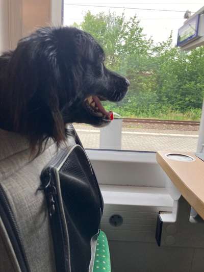 141. FOTO CHALLENGE 
Reisende soll man nicht aufhalten-Beitrag-Bild