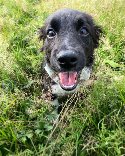 Handy Foto Challange Nr. 46  Happy Dog-Beitrag-Bild