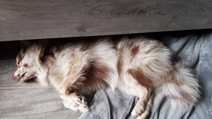 Mischlingshunde Foto Aufruf-Beitrag-Bild