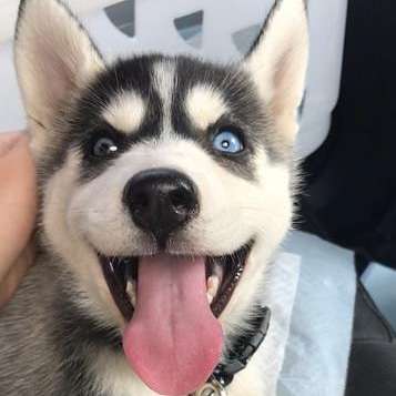 Welpen Bilder !-Beitrag-Bild