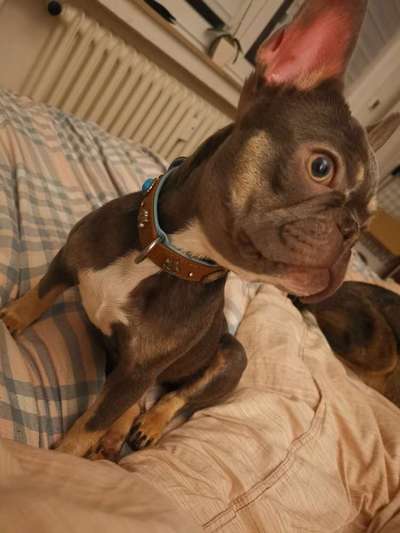 Französische Bulldoggen-Beitrag-Bild