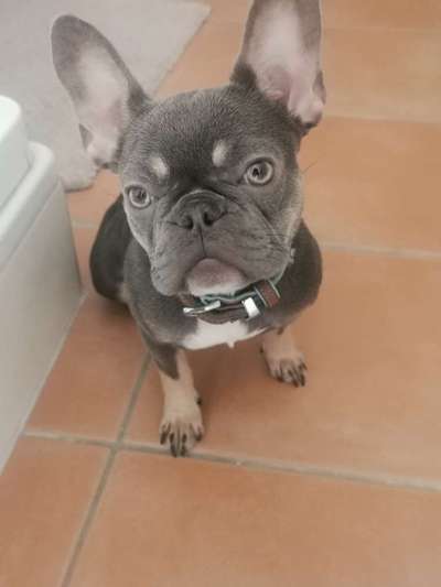 Französische Bulldoggen-Beitrag-Bild