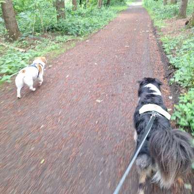 Hundetreffen-Spaziergang mit Leinenpöbler-Bild