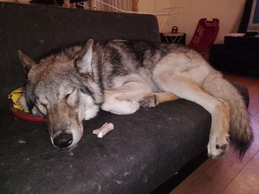 Wolfhunde Besitzer TWH oder SWH hier?-Beitrag-Bild