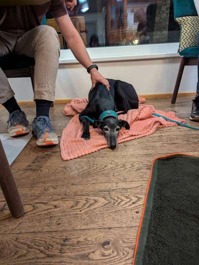 TierschutzhundeStammtisch🐕-Beitrag-Bild