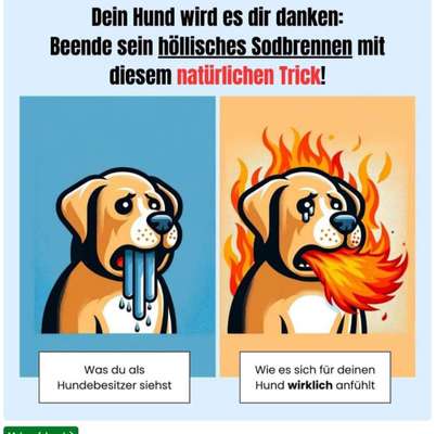 TierschutzhundeStammtisch🐕-Beitrag-Bild