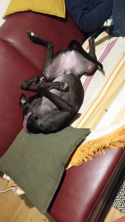 Kein Fell am Bauch-Beitrag-Bild