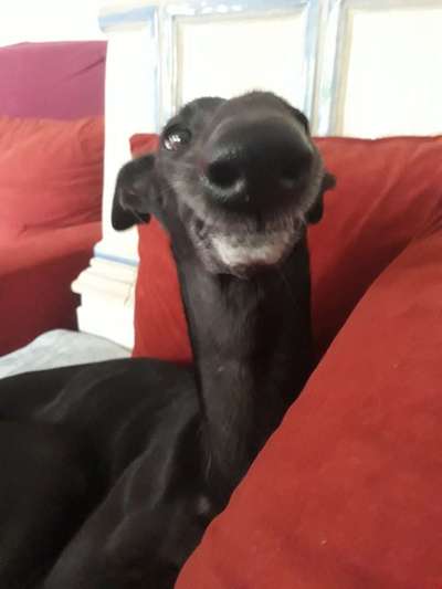 TierschutzhundeStammtisch🐕-Beitrag-Bild