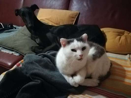 35. Impulskontrollübung "Kontakt mit anderen Tieren"-Beitrag-Bild