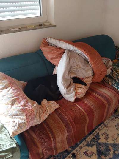 TierschutzhundeStammtisch🐕-Beitrag-Bild