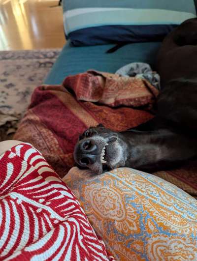 Aggressiv-Beitrag-Bild