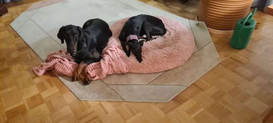 Umgang bei Begegnungen mit großen Hunden-Beitrag-Bild