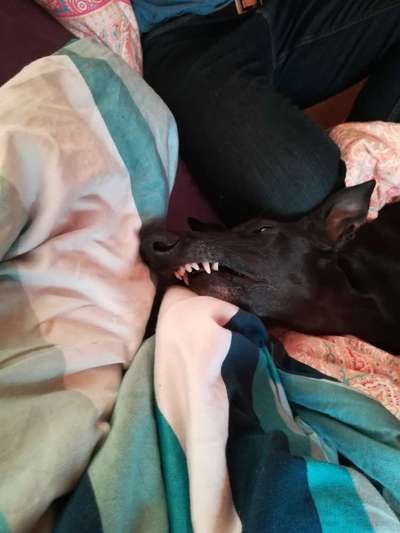 TierschutzhundeStammtisch🐕-Beitrag-Bild