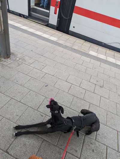 TierschutzhundeStammtisch🐕-Beitrag-Bild