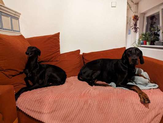 TierschutzhundeStammtisch🐕-Beitrag-Bild