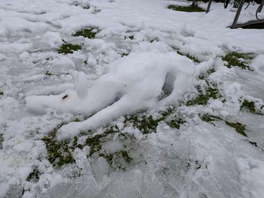 TierschutzhundeStammtisch🐕-Beitrag-Bild