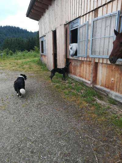 35. Impulskontrollübung "Kontakt mit anderen Tieren"-Beitrag-Bild