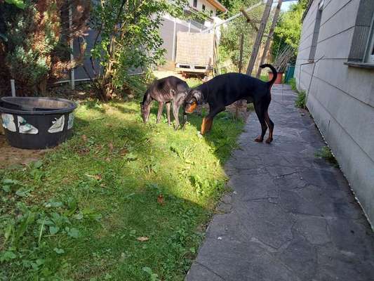 Die perfekte Ferienunterkunft mit Hund-Beitrag-Bild