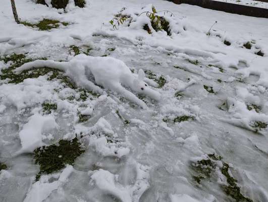 TierschutzhundeStammtisch🐕-Beitrag-Bild