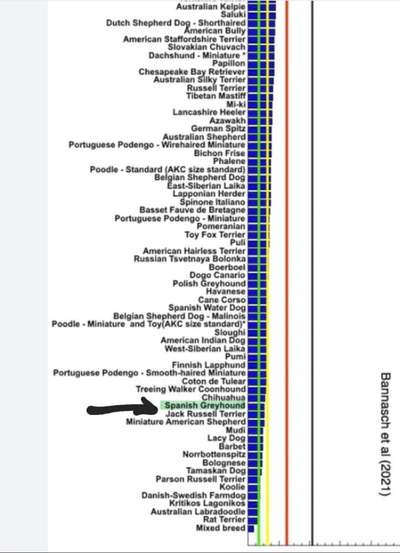 Gezielte Hybridzucht/ Mischlingszucht/ Neue Rassen erschaffen-Beitrag-Bild