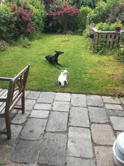 TierschutzhundeStammtisch🐕-Beitrag-Bild