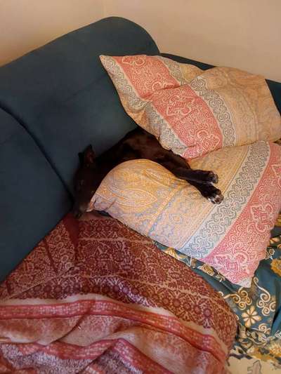 Welcher Hund passt?-Beitrag-Bild