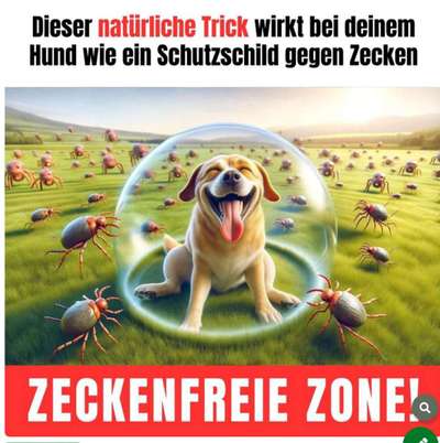 TierschutzhundeStammtisch🐕-Beitrag-Bild