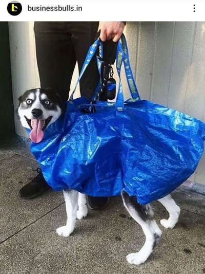Hund aus Zwerg-/Toypudel-Zucht - Guter Plan?-Beitrag-Bild