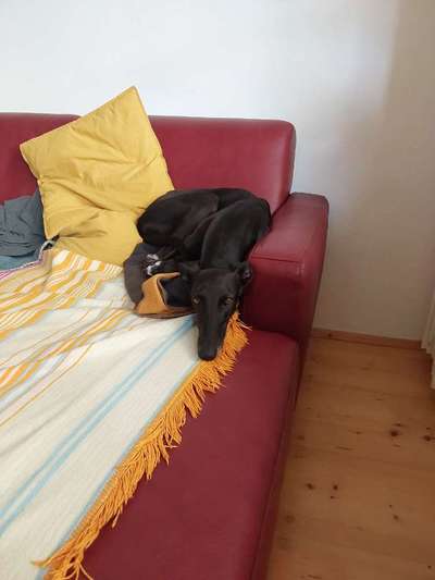 TierschutzhundeStammtisch🐕-Beitrag-Bild