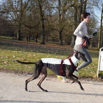 Hundetreffen-Gemeinsames Training (Hundebegegnungen, Impulskontrolle...)