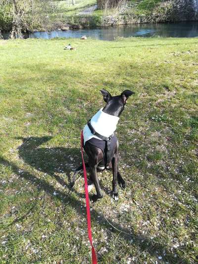 35. Impulskontrollübung "Kontakt mit anderen Tieren"-Beitrag-Bild