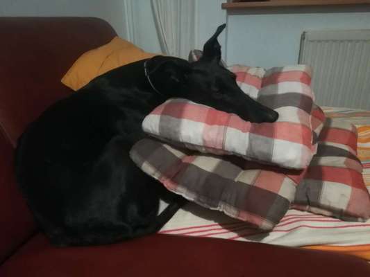 TierschutzhundeStammtisch🐕-Beitrag-Bild