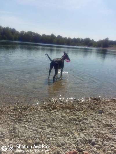 Hundeangriff, groß gegen klein-Beitrag-Bild