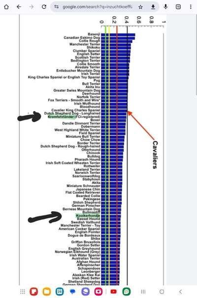 Gezielte Hybridzucht/ Mischlingszucht/ Neue Rassen erschaffen-Beitrag-Bild