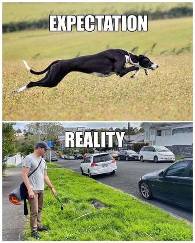 Welcher Hund passt?-Beitrag-Bild