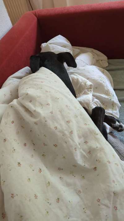 Zeigt her Eure Futternäpfe-Beitrag-Bild