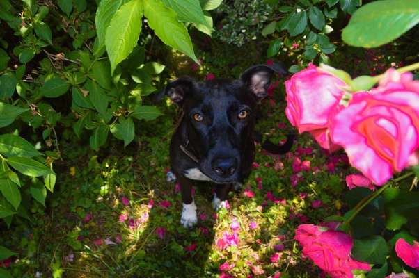 Die Dogorama Monats Challenge "Es grünt und blüht"-Beitrag-Bild