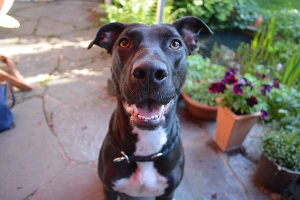 Foto's und Hundemodels-Beitrag-Bild