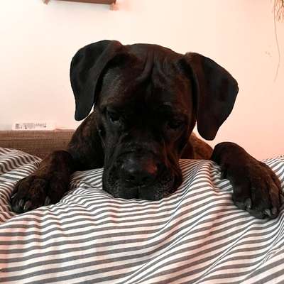 Hundetreffen-Social Walk mit & ohne Kontakt-Bild