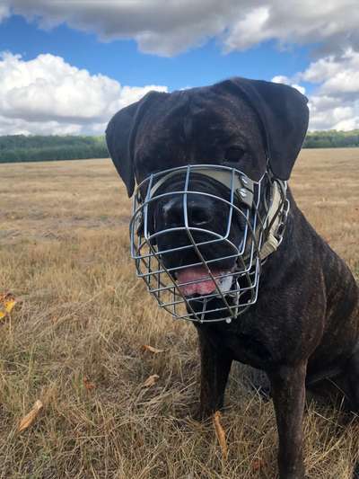 Hundetreffen-Suche gelassene Hunde für gemeinsame Spaziergänge-Bild