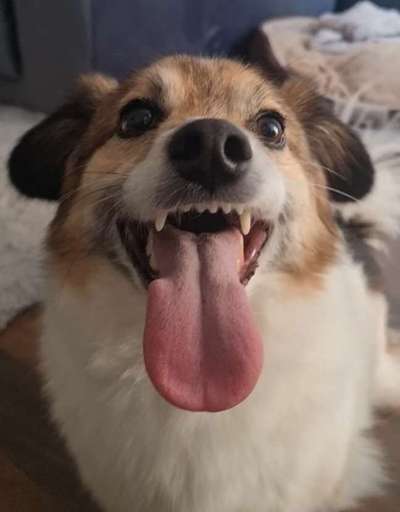 Die Dogorama Kalender Challenge 4/4-Beitrag-Bild