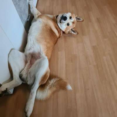 Hundetreffen-Nette Kontakte-Profilbild