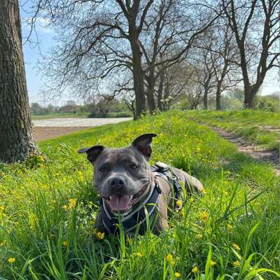Hundetreffen-Spielfreunde gesucht 🐶⚽️-Bild